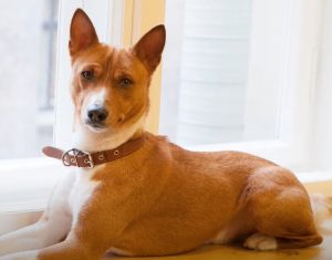 Basenjis – The Cat-Like Dog