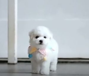 Bichon Frise – The Fluffy White Cloud