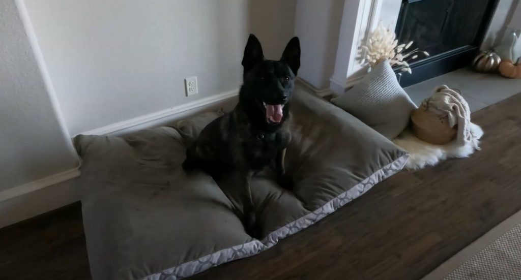 How to Train Your Dog Indoors