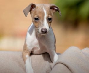 Italian Greyhound – Sleek and Spotless