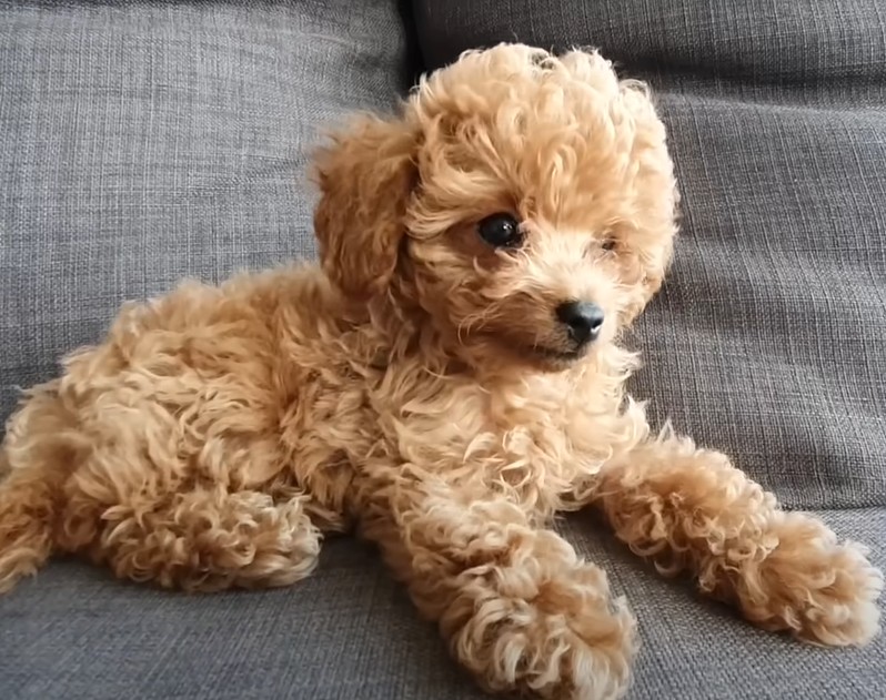 Poodles – The Prim and Proper Pup