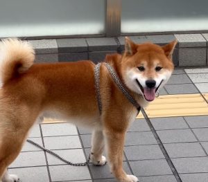 Shiba Inu – Japan’s Tidy Treasure