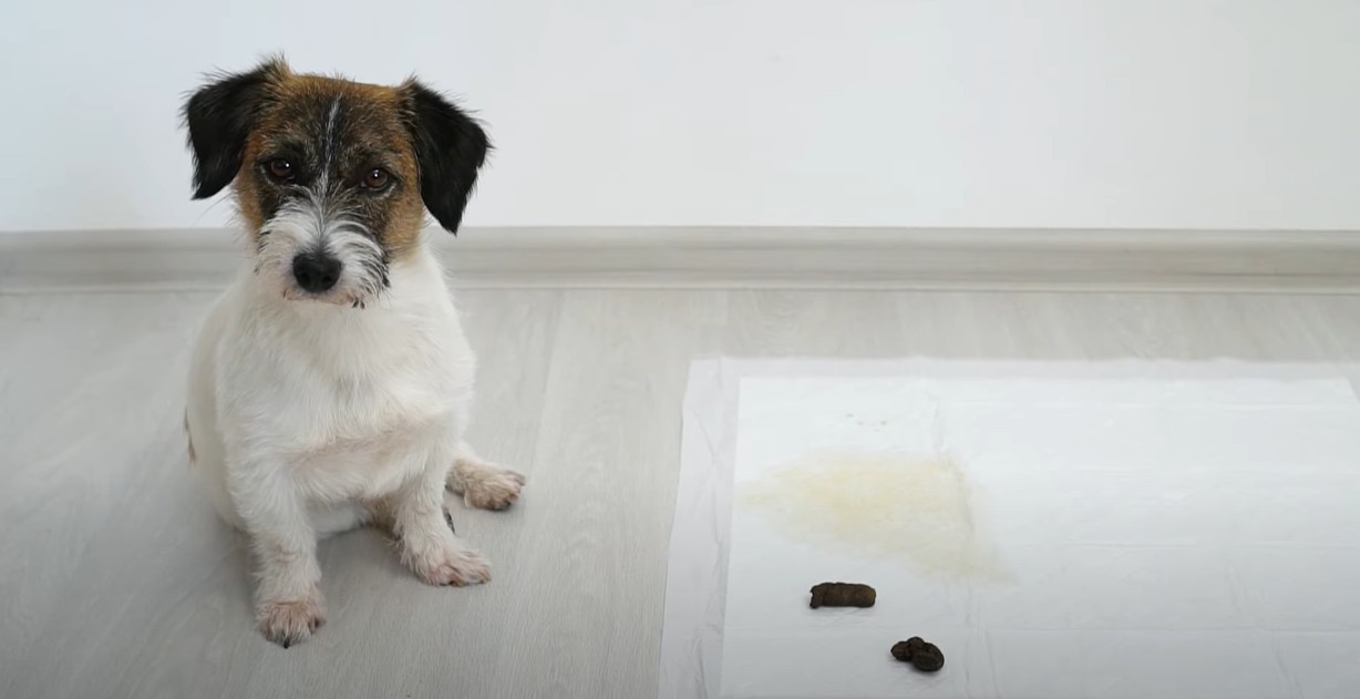 Potty Training Indoors 