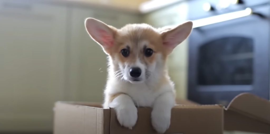 What is the Cleanest House Dog